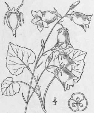 2 Campanula Rotundifolia L Harebell Blue Bells Of  687