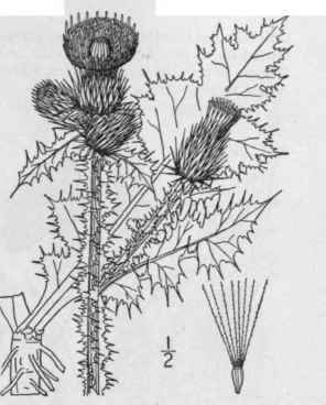 2 Carduus Crispus L Curled Thistle Welted Thistle 1324