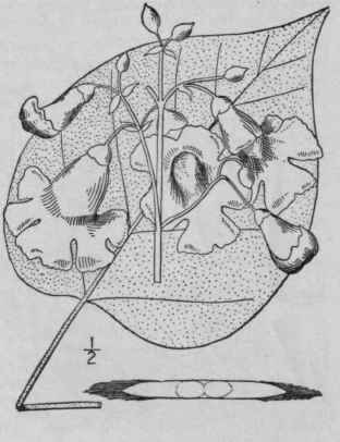 2 Catalpa Speciosa Warder Catawba Tree Larger Indi 557