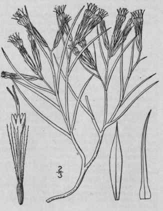 2 Chrysothamnus Howardi Parry Greene Howard s Rayl 876