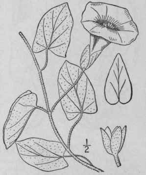 2 Convolvulus Repens L Trailing Or Hedge Bindweed 108