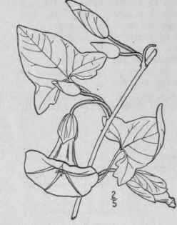 2 Convolvulus Repens L Trailing Or Hedge Bindweed 109