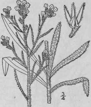 2 Cryptantha Fendleri A Gray Greene Fendler s Cryp 189