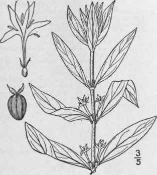 2 Diodia Virginiana L Larger Button Weed 598