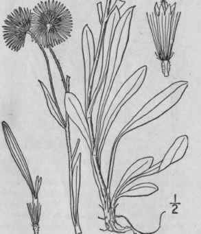 2 Erigeron Asper Nutt Rough Erigeron 1033