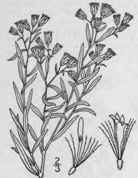 2 Euthamia Floribunda Greene Small Headed Bushy Go 935