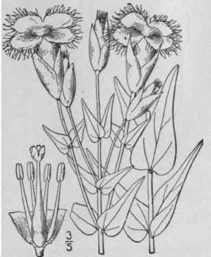 2 Gentiana Crinita Froel Fringed Gentian 19