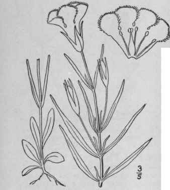 2 Gentiana Crinita Froel Fringed Gentian 20