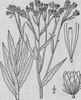 2 Gnaphalium Helleri Britton Heller s Everlasting 1078