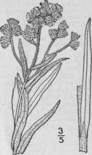 2 Gnaphalium Helleri Britton Heller s Everlasting 1079