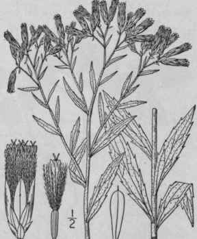 2 Kuhnia Glutinosa Ell Prairie False Boneset 847