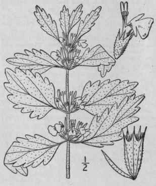 2 Leonurus Sibiricus L Siberian Motherwort Or Lion 280
