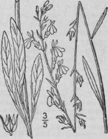 2 Lobelia Paludosa Nutt Swamp Lobelia 700