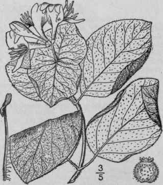 2 Lonicera Hirsuta Eaton Hairy Honeysuckle 651