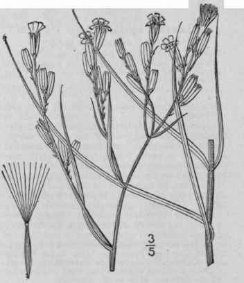 2 Lygodesmia Rostrata A Gray Beaked Lygodesmia 751