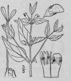 2 Melampyrum Latifolium Muhl Broad Leaved Cow Whea 528
