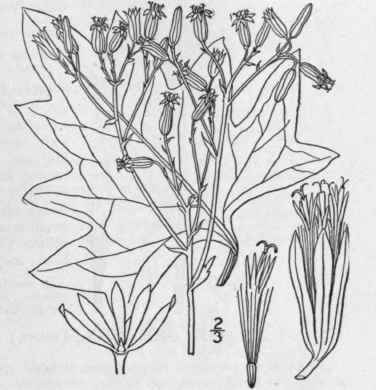 2 Mesadenia Atriplicifolia L Raf Pale Indian Plant 1278