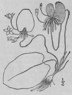 2 Nymphoides Hill Brit Herb 77 1756 42