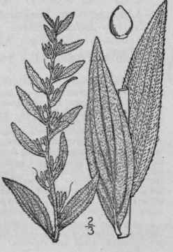 2 Onosmodium Subsetosum Mack Bush Ozark False Grom 214