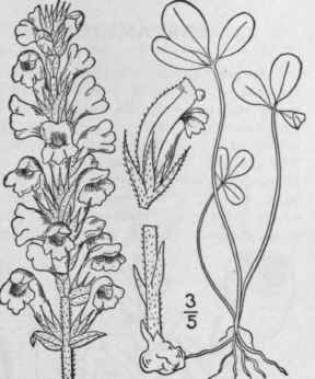 2 Orobanche Minor J E Smith Lesser Or Clover Broom 550