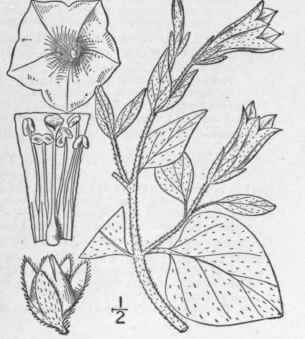 2 Petunia Violacea Lindl Violet Petuni 405