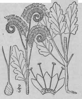 2 Phacelia Integrifolia Torr Crenate Leaved Phacel 162