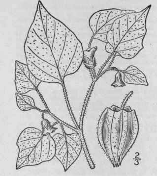2 Physalis L Sp Pl 182 1753 367