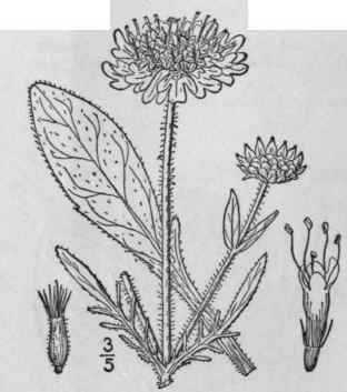 2 Scabiosa Tourn L Sp Pl 98 1753 679