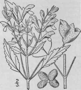 2 Scutellaria Serrata Andr Showy Skullcap 248