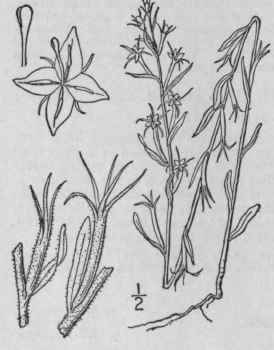 2 Specularia Perfoliata L A Dc Venus Looking Glass 697