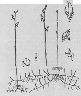2 Stomoisia Juncea Vahl Barnhart Rush Bladderwort 546