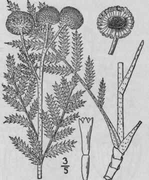 2 Tanacetum Huronense Nutt Lake Huron Tansy 1241
