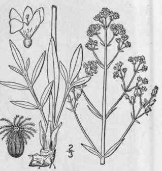 2 Valeriana Edulis Nutt Edible Valerian Tobacco Ro 667