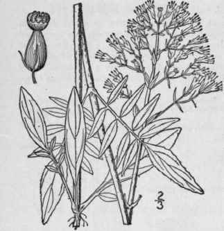 2 Valeriana Edulis Nutt Edible Valerian Tobacco Ro 668