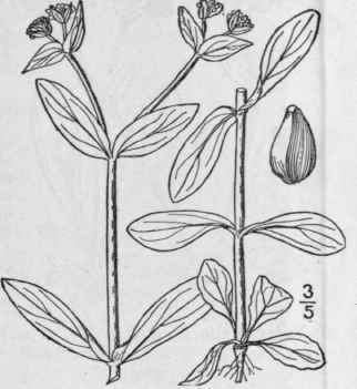2 Valerianella Chenopodifolia Pursh Dc Goose Foot  672