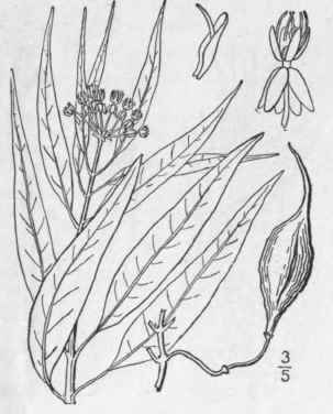 21 Asclepias Perennis Walt Thin Leaved Milkweed 74