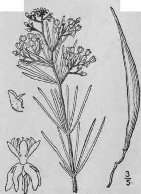 21 Asclepias Perennis Walt Thin Leaved Milkweed 75