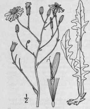 21 Crepis L Sp Pl 805 1753 757