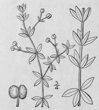 23 Galium Asprellum Michx Rough Bedstraw 622
