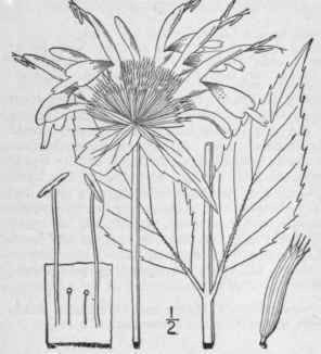 24 Monarda L Sp Pl 22 1753 307