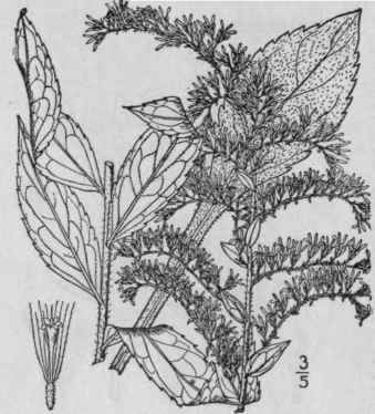 26 Solidago Fistulosa Mill Pine Barren Golden Rod 910
