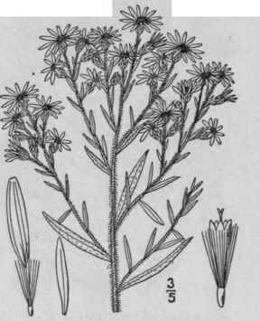 29 Aster Amethystinus Nutt Amethyst Aster 981