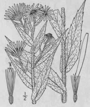 29 Aster Amethystinus Nutt Amethyst Aster 982
