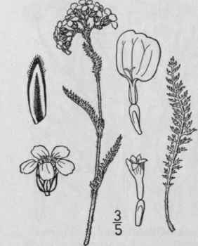 3 Achillea Lanulosa Nutt Woolly Yarrow 1226