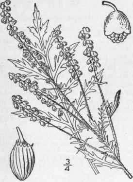 3 Ambrosia Elatior L Ragweed Roman Wormwood Hogwee 798