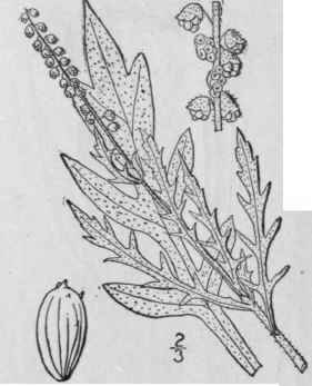 3 Ambrosia Elatior L Ragweed Roman Wormwood Hogwee 799