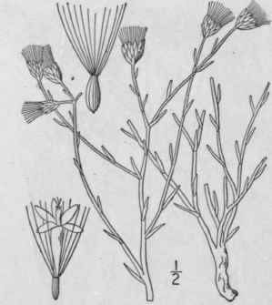 3 Baccharis Neglecta Britton Linear Leaved Bacchar 1058