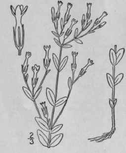 3 Centaurium Pulchellum Sw Druce Branching Centaur 3