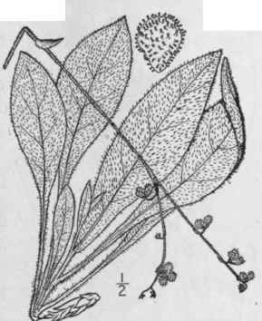 3 Cynoglossum Boreale Fernald Northern Wild Comfre 181