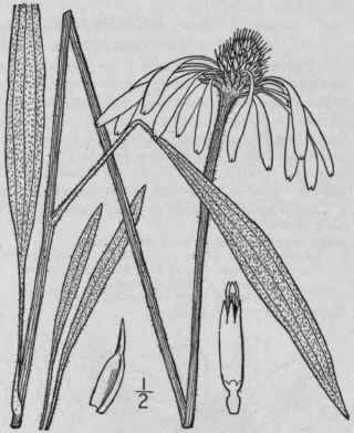 3 Echinacea Pallida Nutt Britton Pale Purple Cone 1129